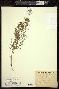 Pycnanthemum linifolium image