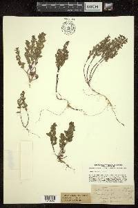 Scutellaria parvula image