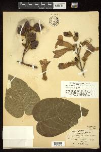 Paulownia tomentosa image