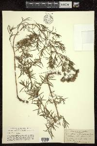 Pycnanthemum linifolium image