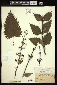 Scrophularia lanceolata image