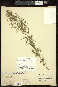 Pycnanthemum flexuosum image