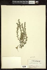 Scutellaria parvula image