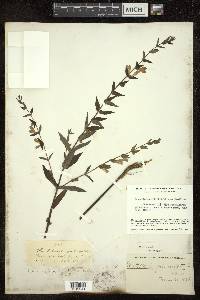 Scutellaria galericulata image