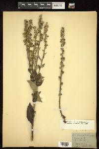 Verbascum lychnitis image