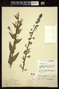 Verbascum blattaria image