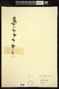 Buchozia japonica image