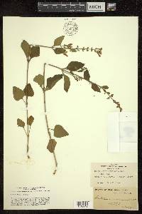 Scutellaria canescens image