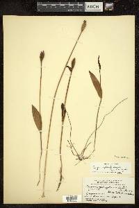 Pogonia ophioglossoides image