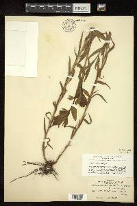 Castilleja pallida var. septentrionalis image