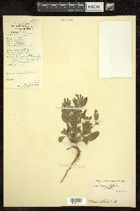 Salvia plebeia image