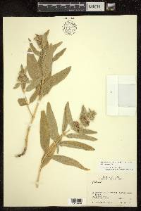 Phlomis persica image