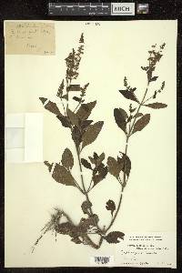 Salvia plebeia image