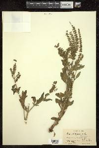 Salvia plebeia image