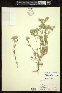 Teucrium polium image