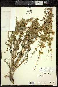 Salvia ceratophylla image