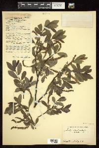 Salix denticulata image