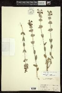 Stachys inflata image