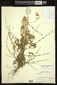 Salvia aristata image