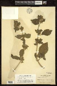 Phlomis tuberosa image