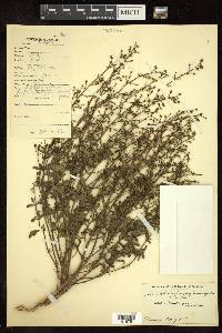 Scrophularia scabiosifolia image