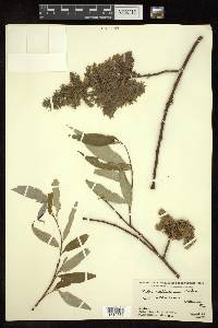 Salix disperma image