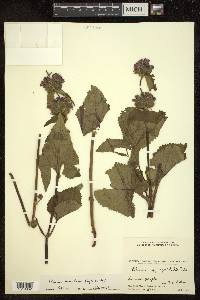 Phlomis bracteosa image