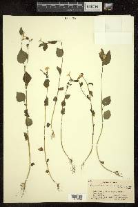 Browallia americana image
