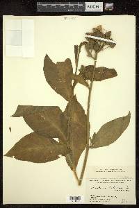 Nicotiana tabacum image