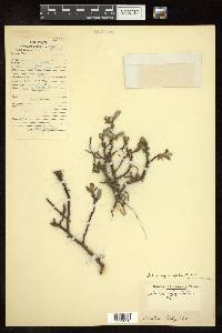 Salix caesia image