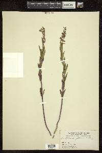 Scutellaria galericulata image