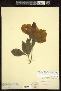 Paeonia albiflora image