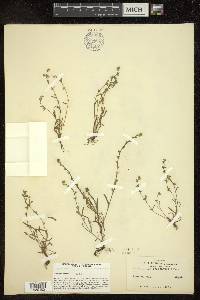 Eritrichium leiocarpum image