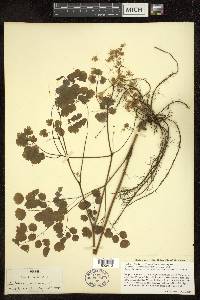 Thalictrum dioicum image