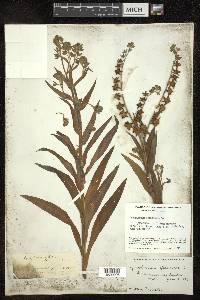 Cynoglossum officinale image