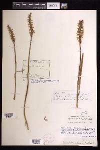 Spiranthes cernua image