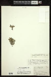 Cryptantha crassisepala image