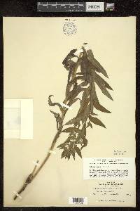 Lithospermum officinale image