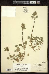 Lamium purpureum image