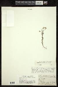 Cryptantha pterocarya image