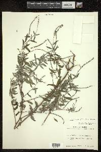 Heliotropium fallax image