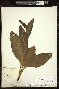 Cynoglossum virginianum image