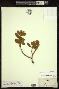 Phoradendron leucarpum subsp. leucarpum image