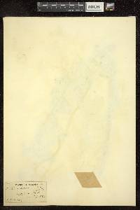 Mertensia sibirica image