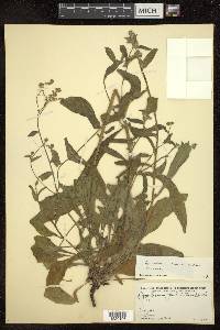 Cynoglossum wallichii image