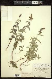Mentha longifolia subsp. longifolia image