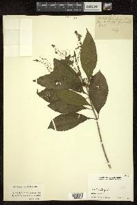 Callicarpa longifolia image