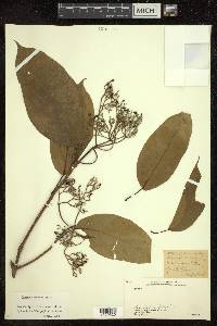 Premna scandens image