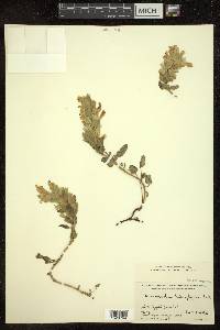 Dracocephalum heterophyllum image