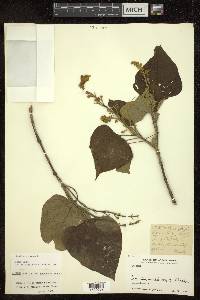 Gmelina arborea image